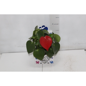PEPEROMIA POLYBOTRYA RAINDROP C13 TINGIDO VARIADO