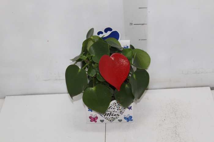 PEPEROMIA POLYBOTRYA RAINDROP C13 TINGIDO VARIADO