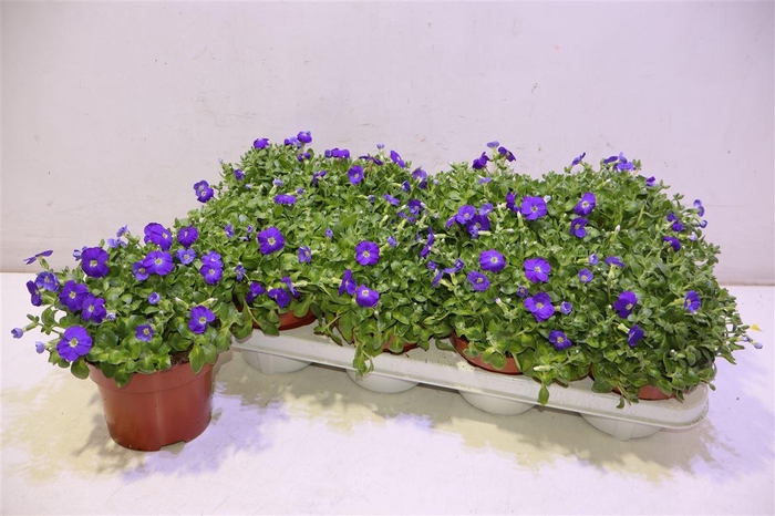 <h4>Aubr Gracilis Kitte</h4>