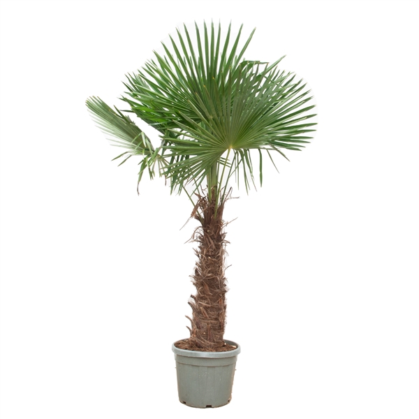 <h4>Trachycarpus Fortunei - 270cm</h4>