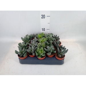Succulents   ...