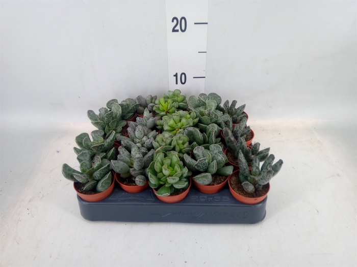 <h4>Succulents   ...</h4>