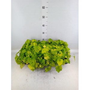 Tolmiea menziesii   ...variegated