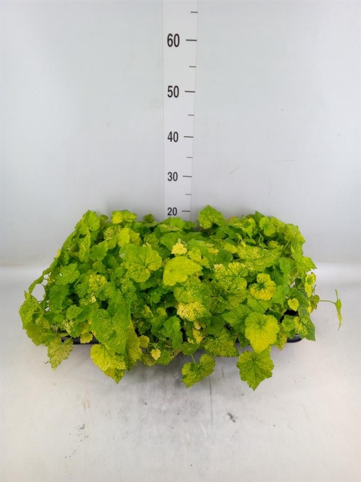 <h4>Tolmiea menziesii   ...variegated</h4>