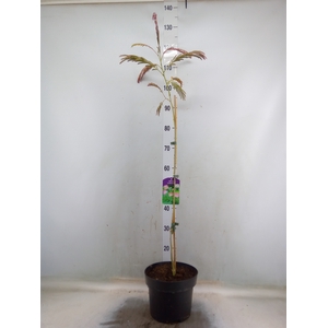 Albizia julibrissin