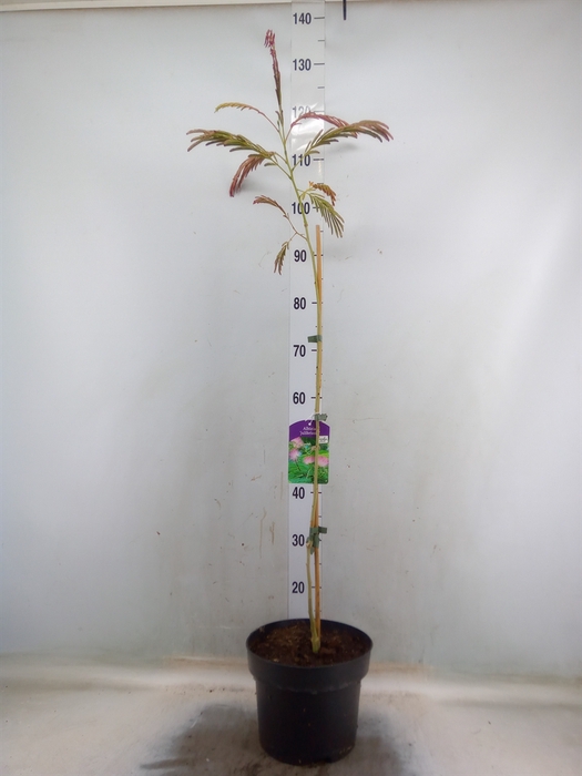 <h4>Albizia julibrissin</h4>