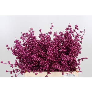 Ilex Kl Bh Metallic Erika