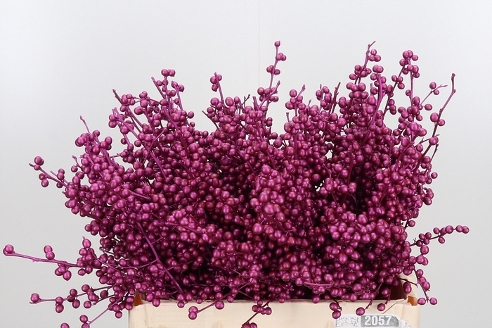 <h4>Ilex Kl Bh Metallic Erika</h4>