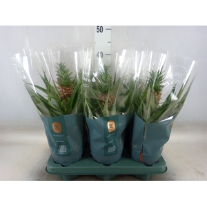 Ananas  'Mi Amigo'