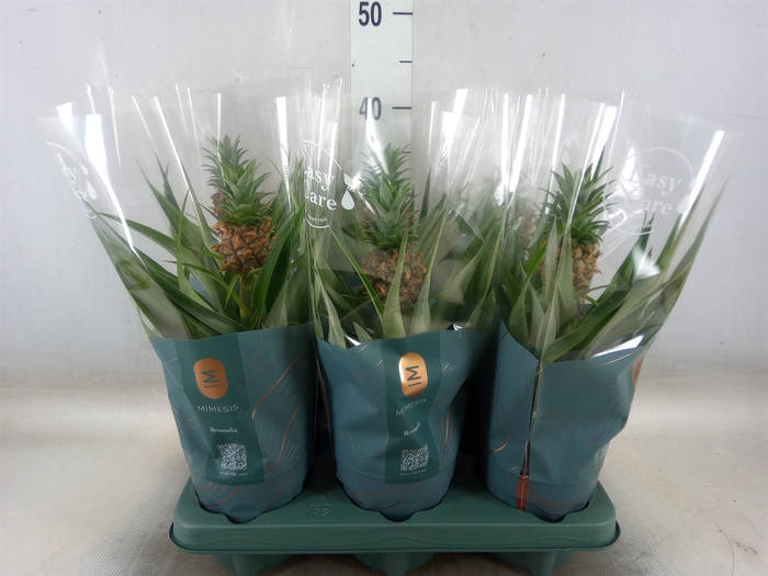 <h4>Ananas  'Mi Amigo'</h4>