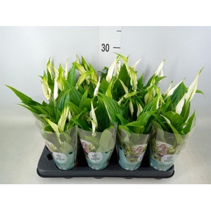 Spathiphyllum  'Pearl Cupido'