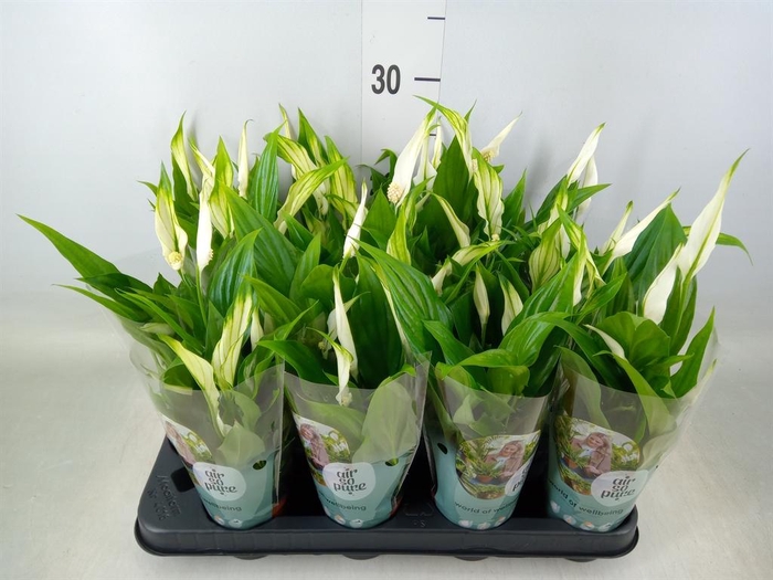 <h4>Spathiphyllum 'Pearl Cupido'</h4>
