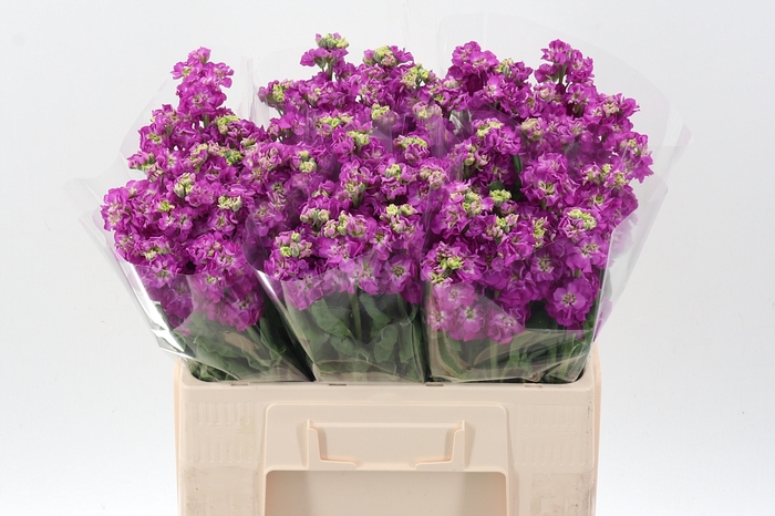 <h4>Matth Stox Deep Rose</h4>