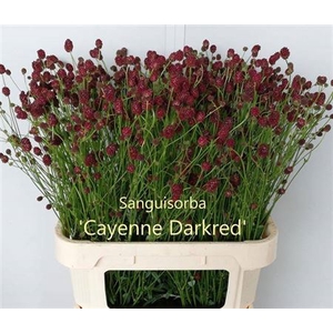 Sang Of Cayenn D Red