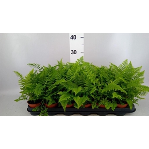 Athyrium   ...