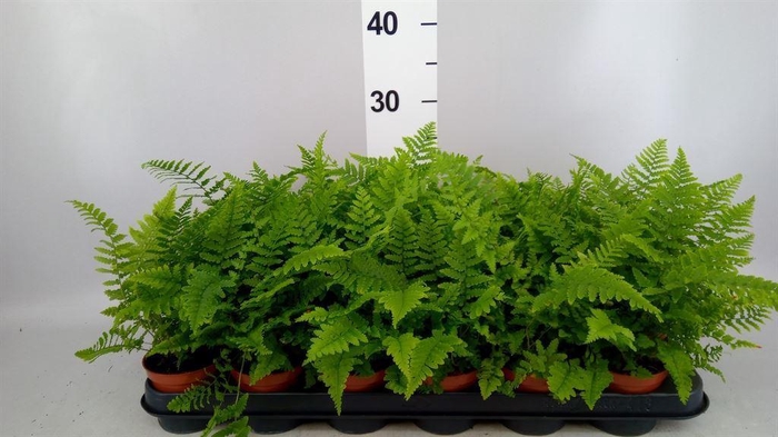 <h4>Athyrium   ...</h4>
