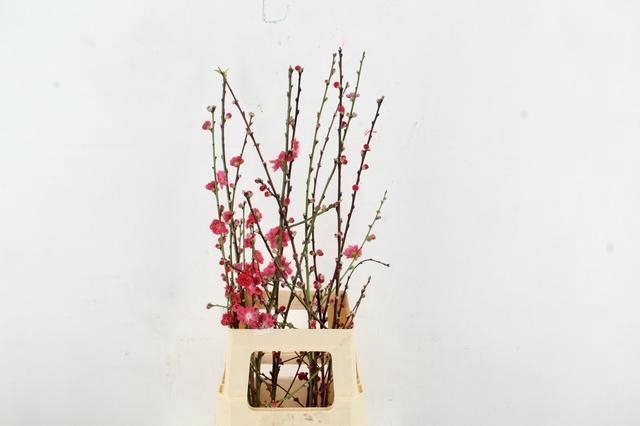 <h4>PRUNUS MELRED VERTAKT 080CM</h4>