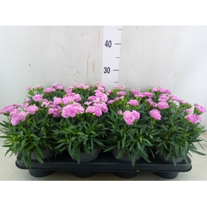 Dianthus car. 'Peman Fancy Lilac'