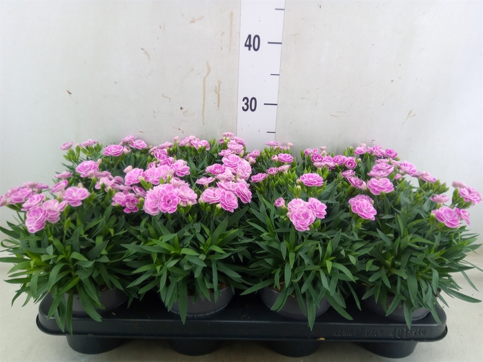 <h4>Dianthus car. 'Peman Fancy Lilac'</h4>