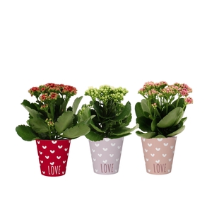 Kalanchoë 3 color mix in You and Me smartcup