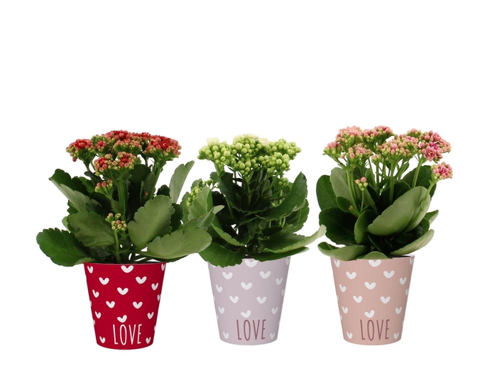 <h4>Kalanchoë 3 color mix in You and Me smartcup</h4>