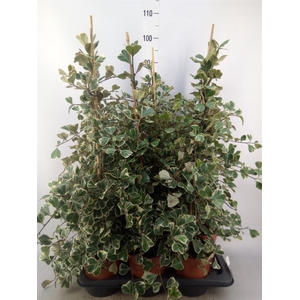 Ficus triangularis 'Sweetheart'