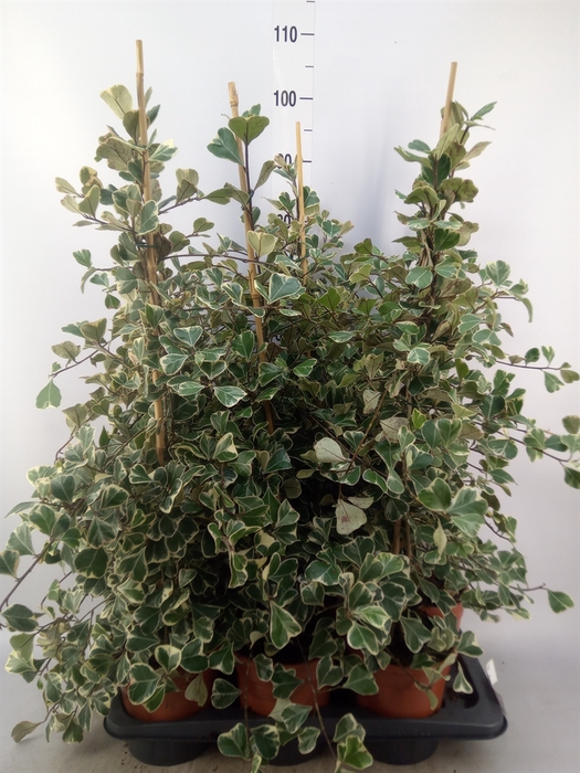<h4>Ficus triangularis 'Sweetheart'</h4>