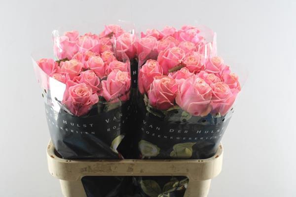 <h4>R Gr Adele L80</h4>