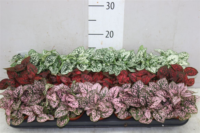 <h4>Hypoestes Ph Gemengd</h4>
