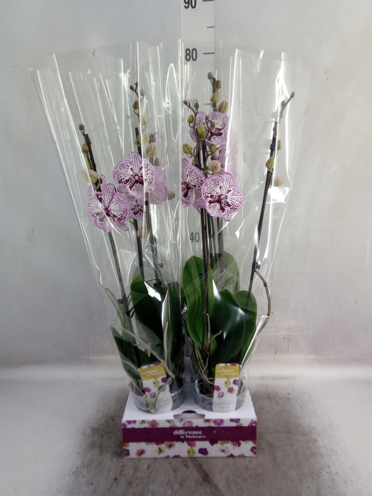 <h4>Phalaenopsis   ...</h4>