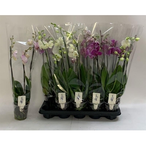 PHAL GEM