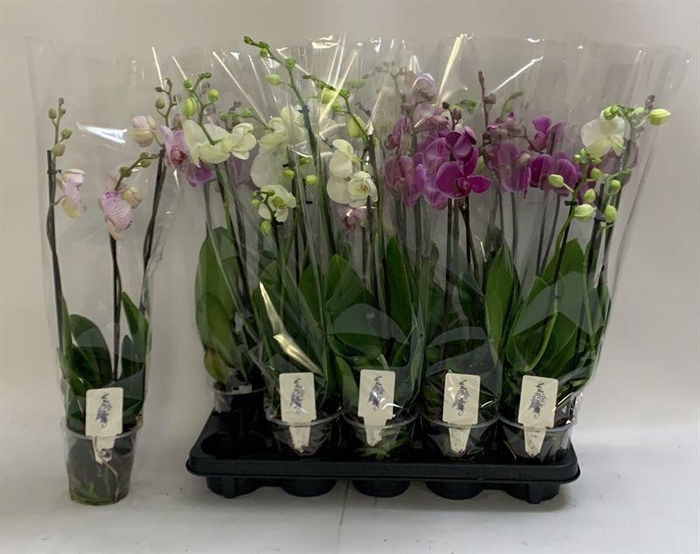 <h4>PHAL GEM</h4>
