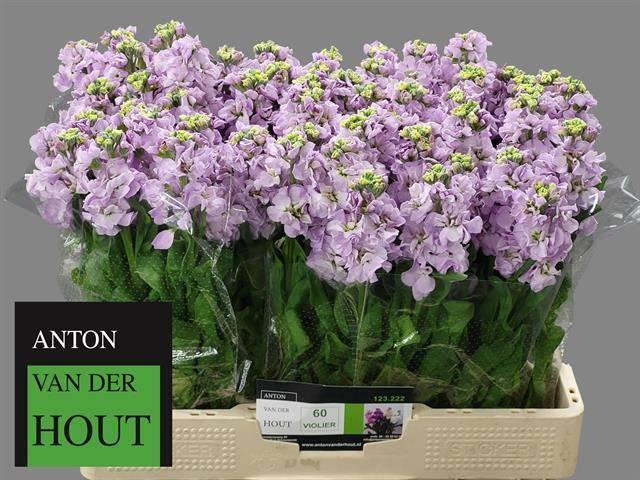 <h4>MATTH IMPALA MARINE</h4>