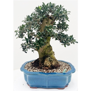 Olea europaea, pot 42cm. Height 65cm. (single item)