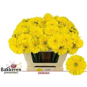 Ge Mi Okibana 08 CM,AQUA,(NL),(20)