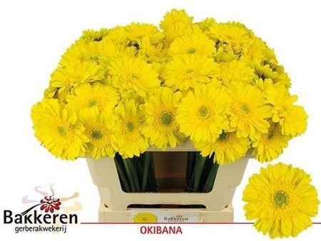 <h4>Ge Mi Okibana 08 CM,AQUA,(NL),MPS A,(20)</h4>