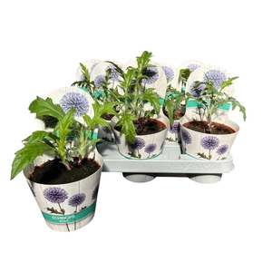 ECHINOPS RITRO