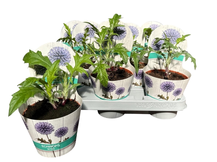<h4>ECHINOPS RITRO</h4>