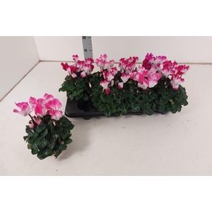 CYCL MD SUP FUSIO MI