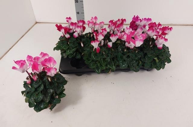 <h4>CYCL MD SUP FUSIO MI</h4>