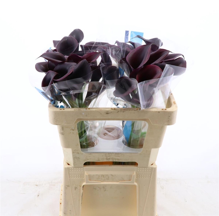 <h4>Calla Odessa</h4>