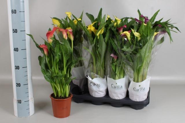 <h4>ZANT GEM 4 KL</h4>