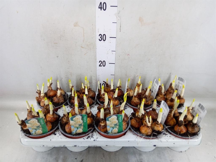 <h4>Narcissus DU 'Abba'</h4>