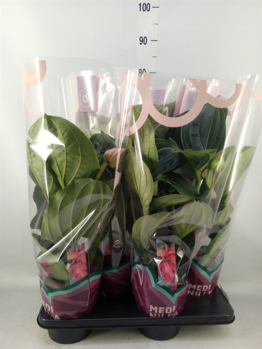 <h4>Medinilla magn. 'Flamenco'</h4>