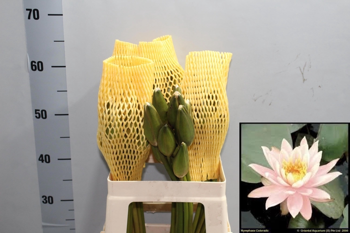 <h4>SNIJBLOEMEN OV</h4>