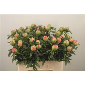 Paeo L Coral Sunset Ex