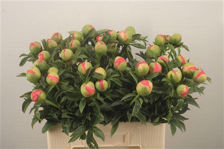 <h4>Paeo L Coral Sunset Ex</h4>