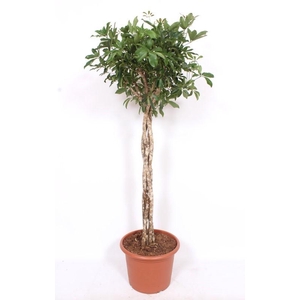 Schefflera arboricola 'Compacta'