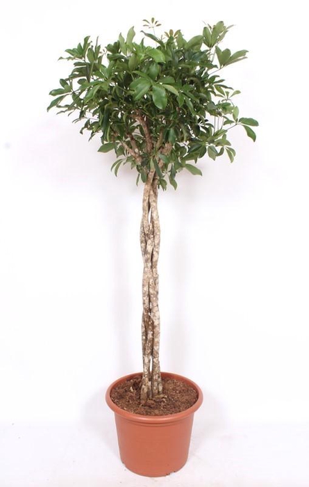 <h4>Schefflera arboricola 'Compacta'</h4>
