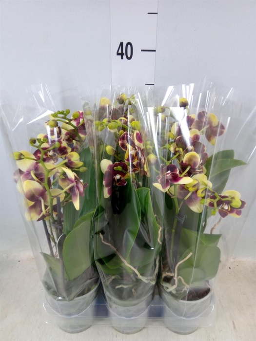 <h4>Phalaenopsis multi.   ...yellow</h4>